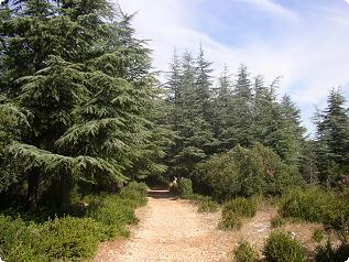 Bonnieux - Forêt des cèdres 