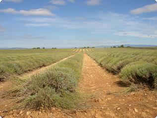 Valensole Le plateau des Lavandes